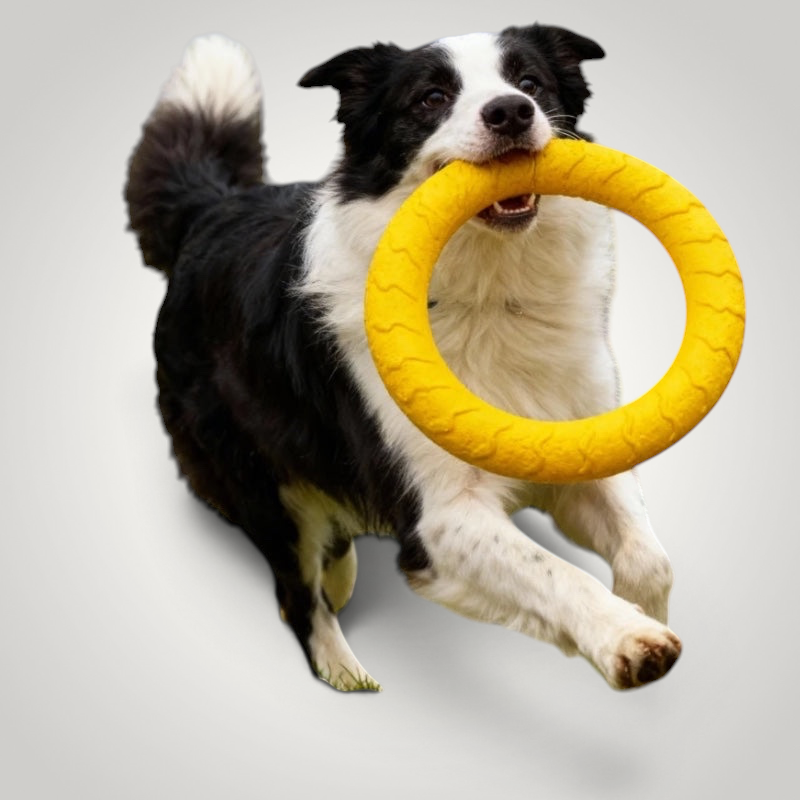 HappiFinds border collie dog running while holding a bright yellow soft EVA pull ring toy for fetch and tug play
